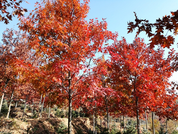 1595638297416216.jpg 20171229154818_65100.jpg